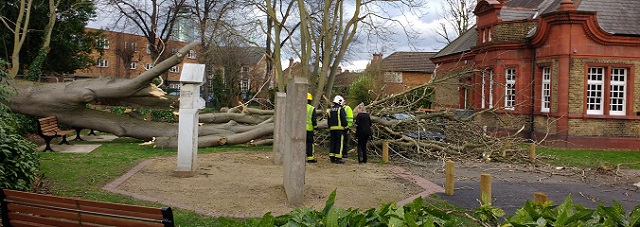 Tree lands on car