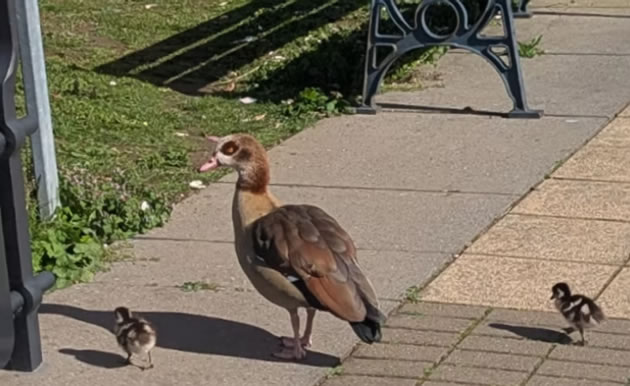 Goose and goslings 