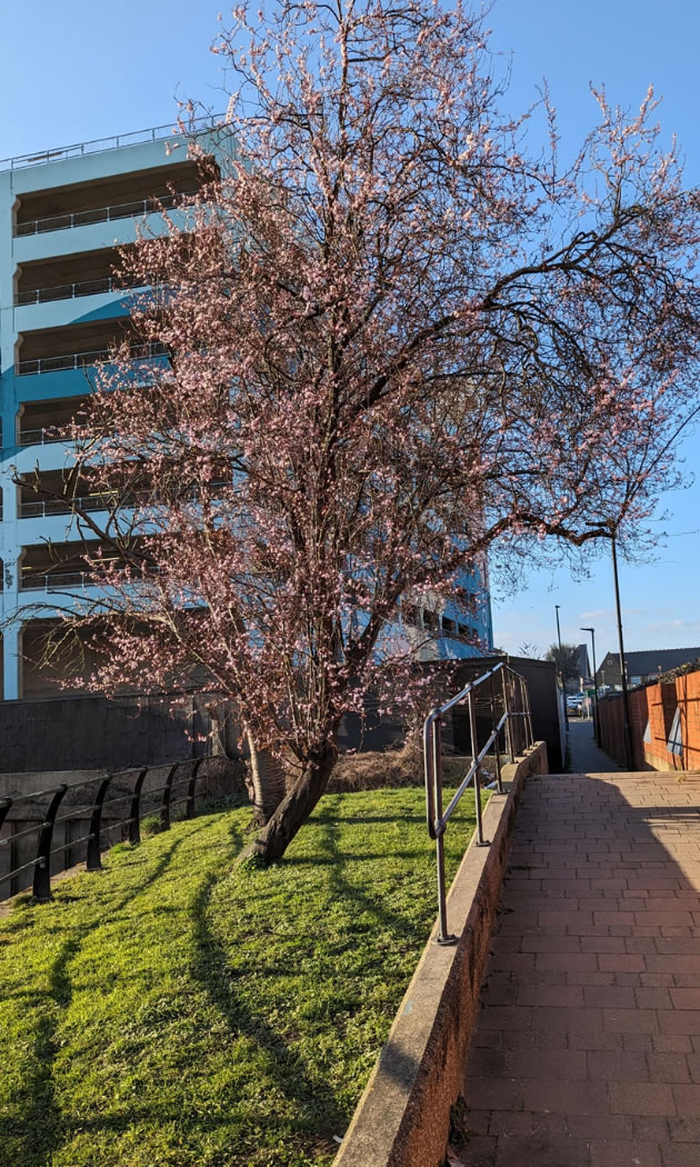 tree in blossom