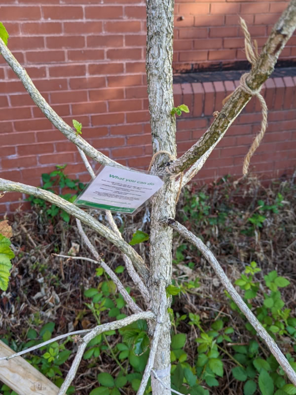 Tree with green shoots