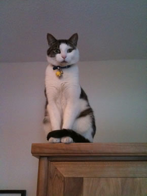 missing cat chiswick alfie