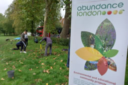 Lawyers Help Out with Acton Green Crocus Planting