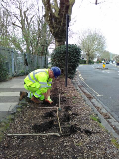 planting in burlington lane 