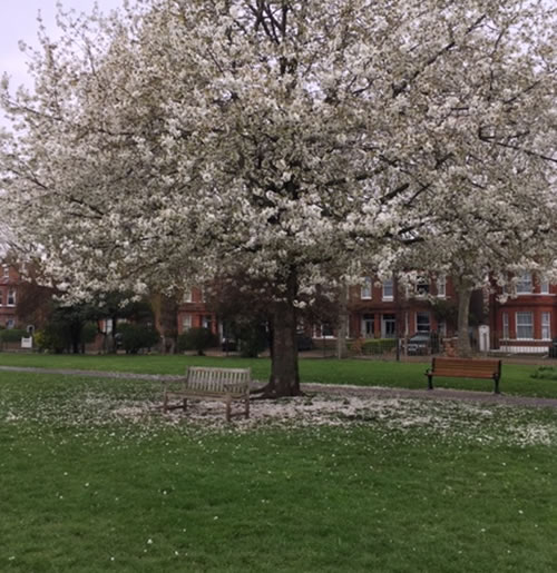 common showing benches 