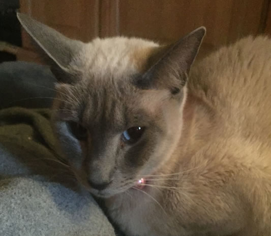 Siamese Cat Last Seen on Chiswick Common Road