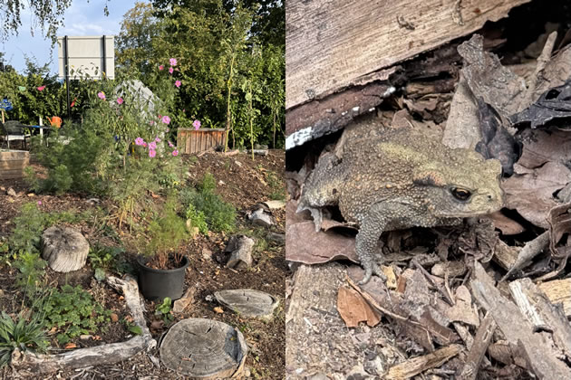 Vegetable beds sit by fruit trees, while the pond has quickly become a thriving habitat