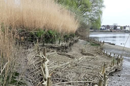 Protecting Chiswick Eyot: Call Made for Volunteers