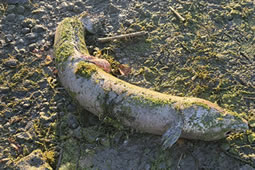 Large Conger Eel Washes up by Strand on the Green