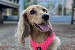 Daisy the Dachshund Up for Therapy Dog Medal of Honour