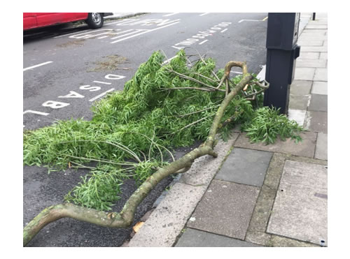 branch of tree felled 