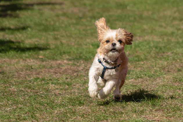 Sun Shines Again on Chiswick House Dog Show