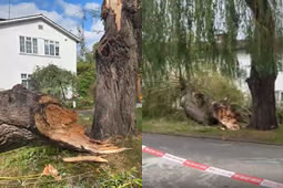 Tragedy Narrowly Avoided After Collapse of Willow