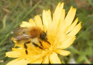 yellow flower with bee at gunnersbury triangle 