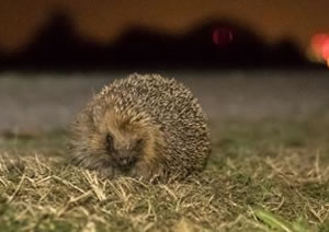 a hedgehog 