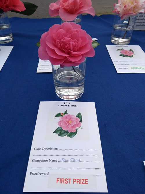 camellias first prize john todd