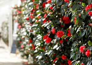 red camellias