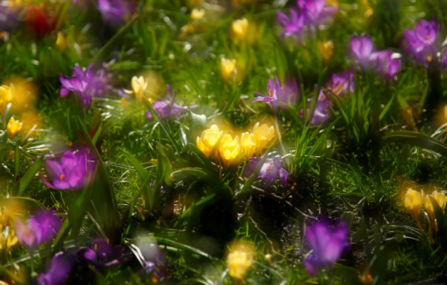 beautiful purple and  yellow crocuses