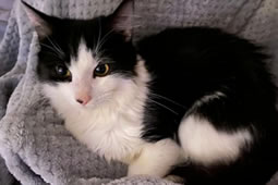 Two Kittens Thrown into Thames Find Homes in Chiswick
