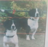 two dogs reunited after one went missing 