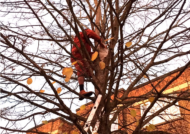 Buddhist monk rescues cat from tree