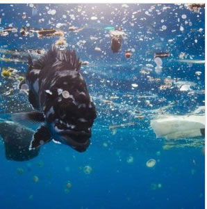 dolphin swimming in sea surrounded by plastic bits 