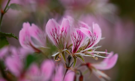 pink crocus