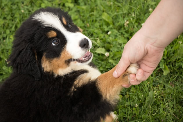 Dogs would need to learn new skills before being allowed off lead 