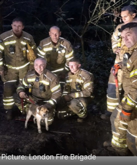 ire brigade with terrier 