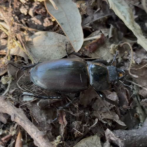 Female Stag Beetle in woodland area near Thames River, West London