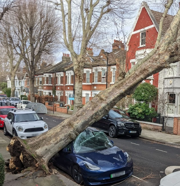 Car took the full force of a falling tree on Thornhedge Road