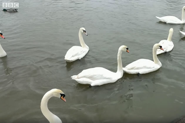 Swan deaths are not uncommon during the winter months