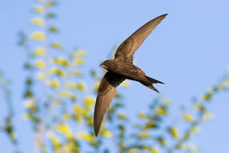 Dukes Meadows Bird Survey Enters New Phase