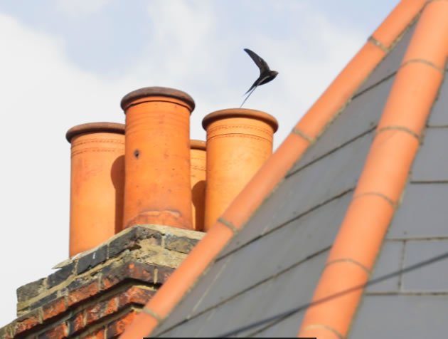 image of rooftop and swift overhead 