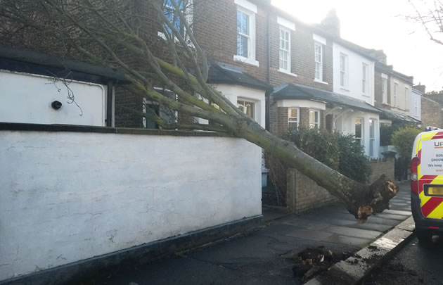 Duke Road Tree Falls