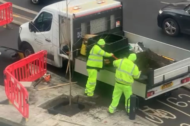 Hounslow Council contractors planted one of the new trees