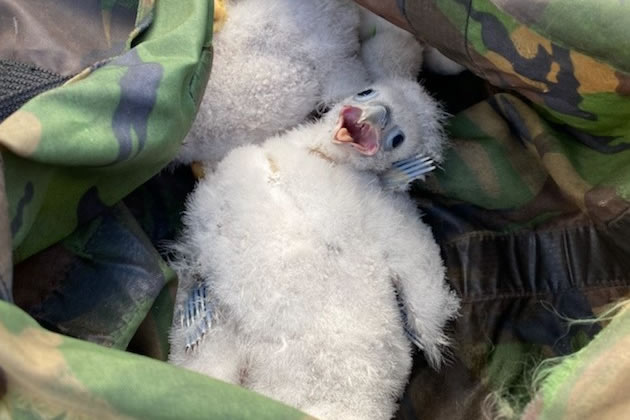 Three Peregrine Chicks Born on Ealing Hospital Roof