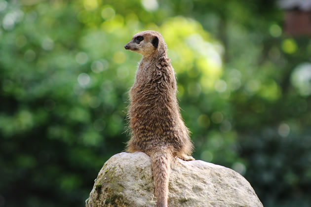 Mosegi the meerkat