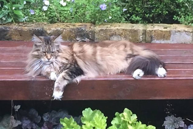 Bella Kitkat missing from Erpingham Road 