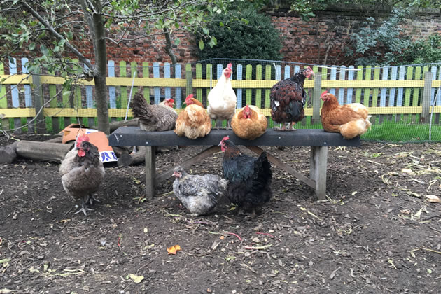 Some of the chickens rescued from being slaughtered 