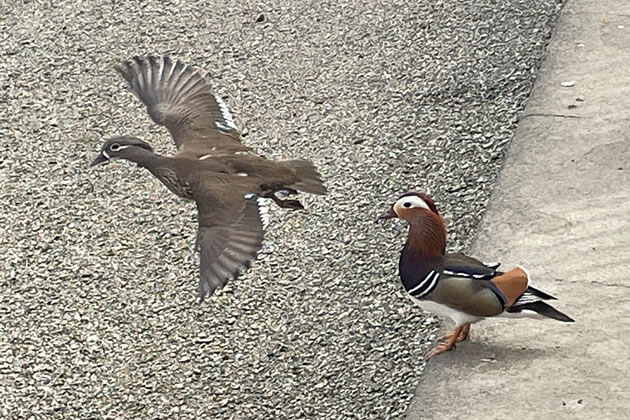 Two Mandarin ducks in Putney