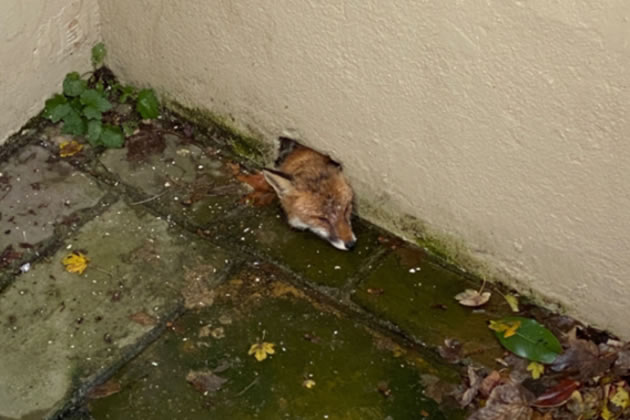 The Unfortunate Mr Fox stuck in the basement courtyard wall