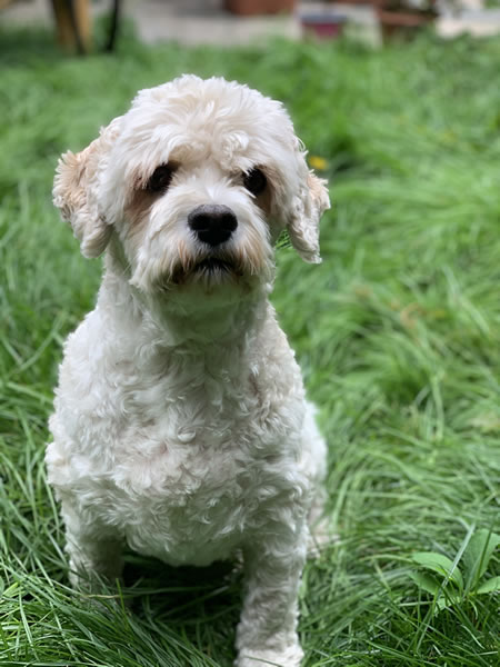 Toto looking to become Westminster Dog of the Year 