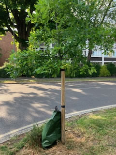 Tree with Gator bag 