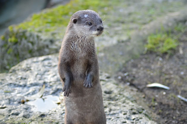 battersea zoo otter