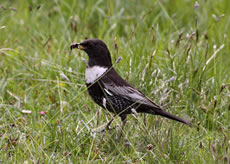 Ring Ouzel