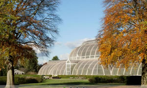 kew autumn