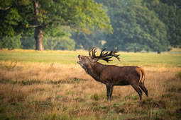 Richmond Park Visitors Warned to