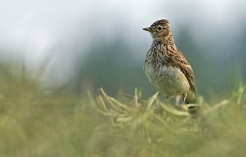 Skylark