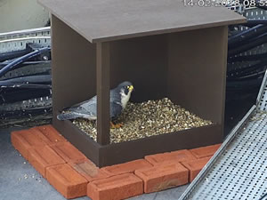 Peregrine falcons nest in Merton