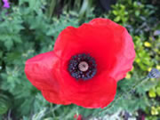 Poppy image